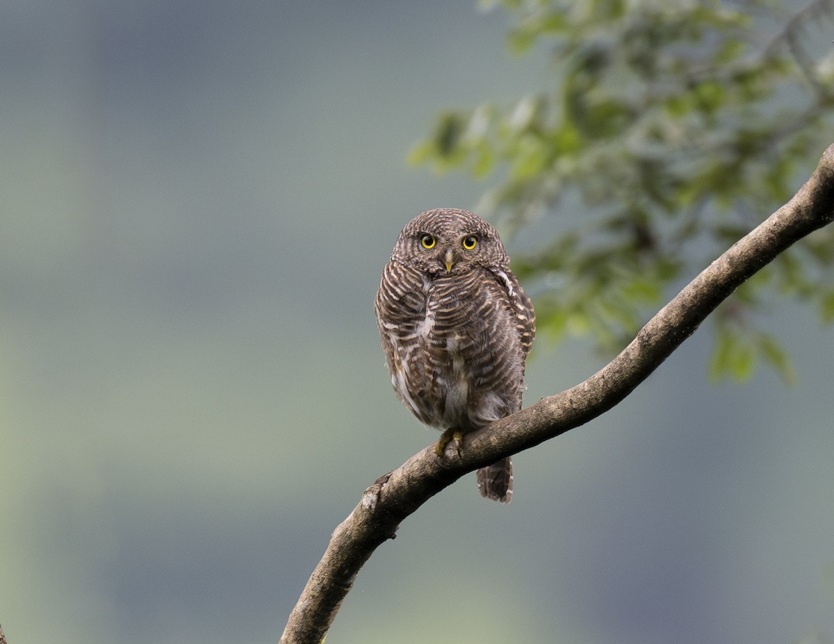 Asian Barred Owlet - ML624024329