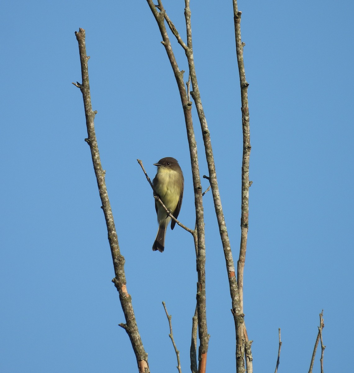 Eastern Phoebe - Adele Clagett