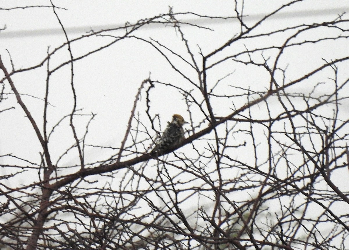 Yellow-crowned Woodpecker - ML624024339