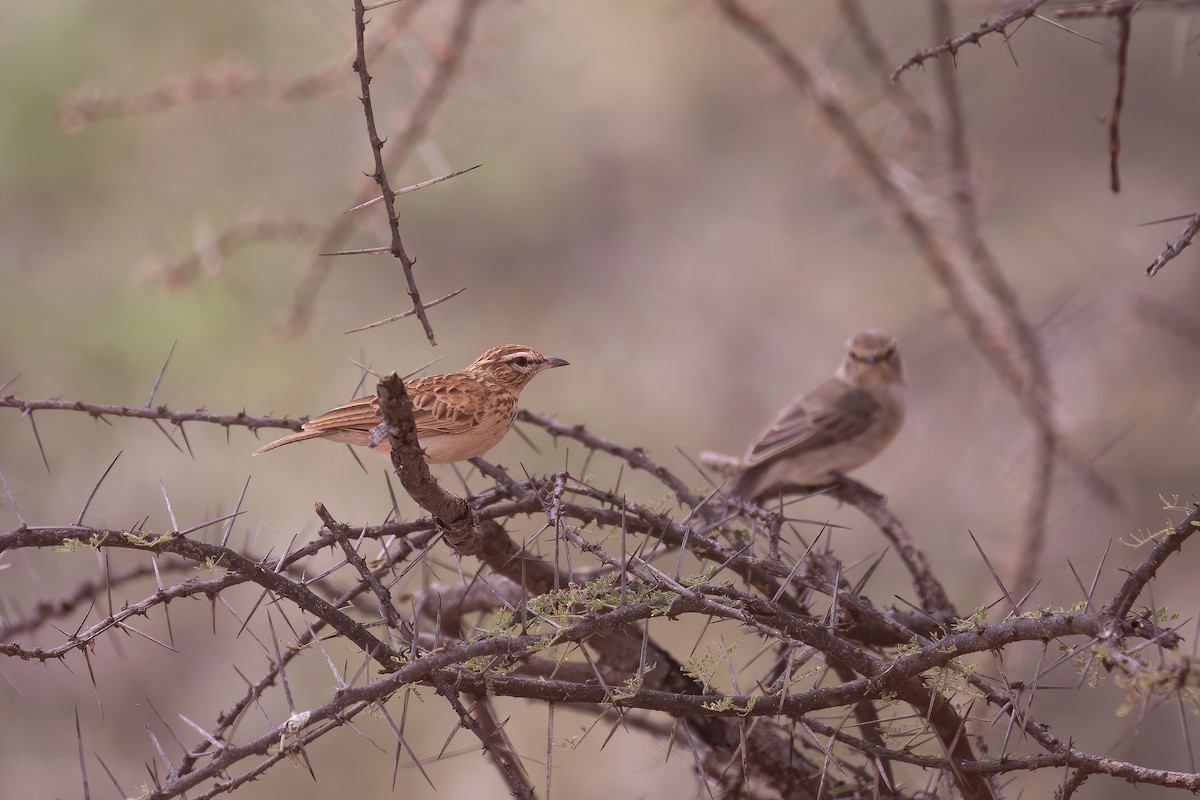 Fawn-colored Lark - Thomas Galewski