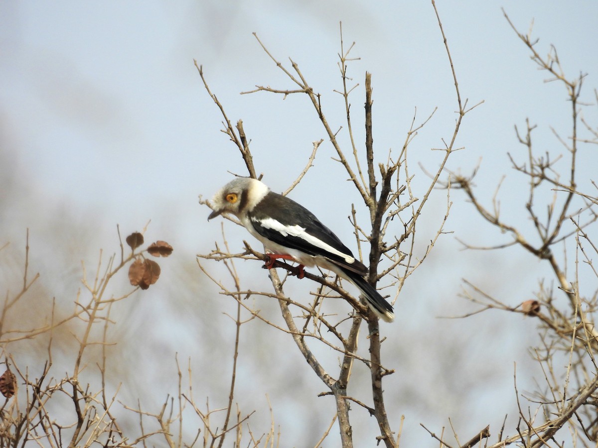 White Helmetshrike (Yellow-eyed) - Usha Tatini