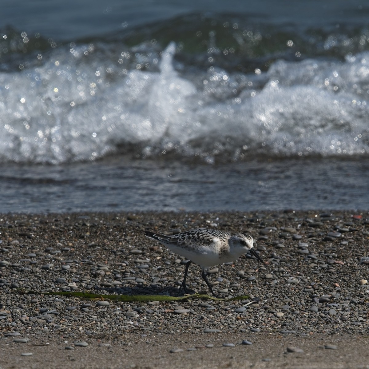 Sanderling - Simon Carter