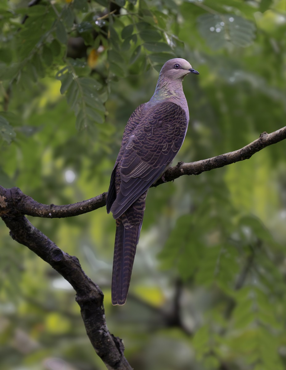 Barred Cuckoo-Dove - Manjunath Desai