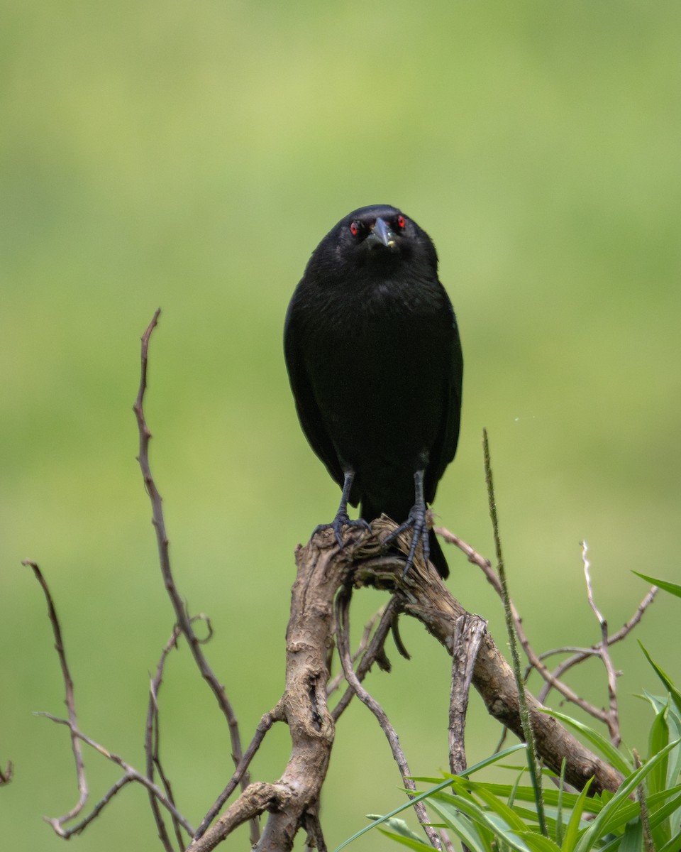 Bronzed Cowbird (Bronzed) - Ligia y Carlos Marroquín Pimentel