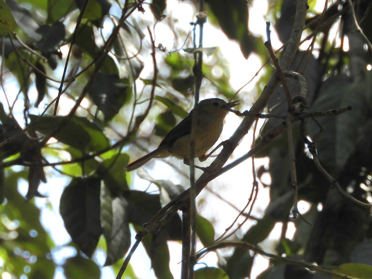 Large-billed Scrubwren - ML624024416