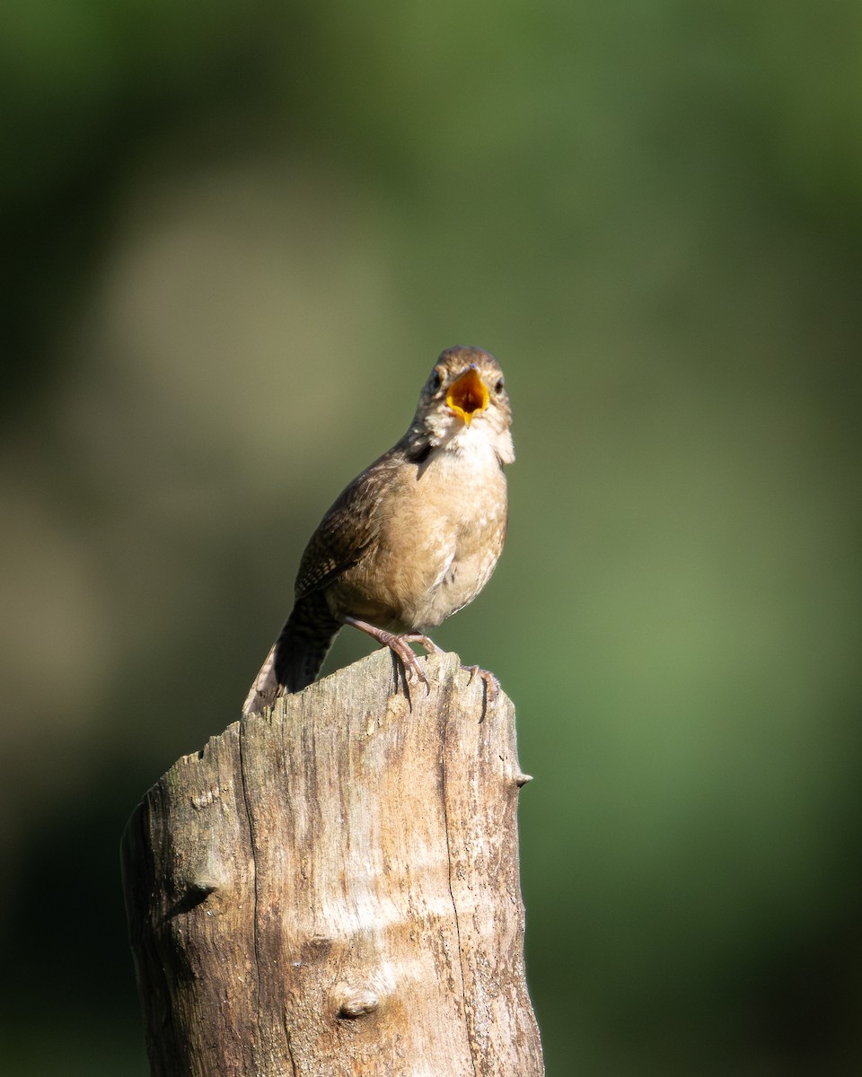 House Wren (Southern) - Ligia y Carlos Marroquín Pimentel