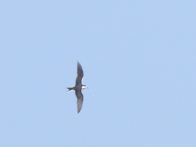 Sooty Tern - ML624024426