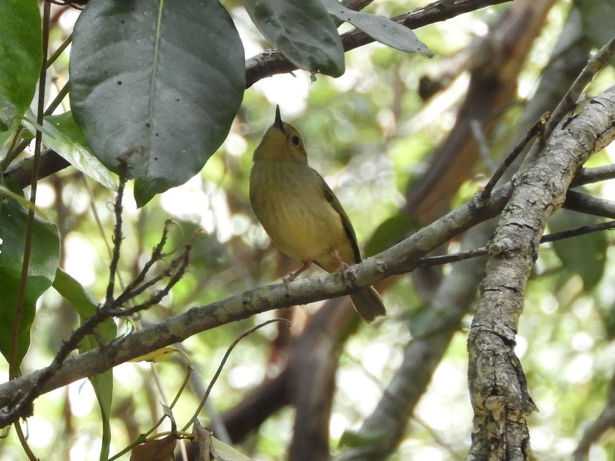 Large-billed Scrubwren - ML624024428