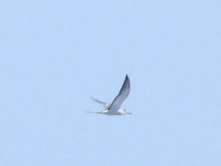 Bridled Tern - ML624024434