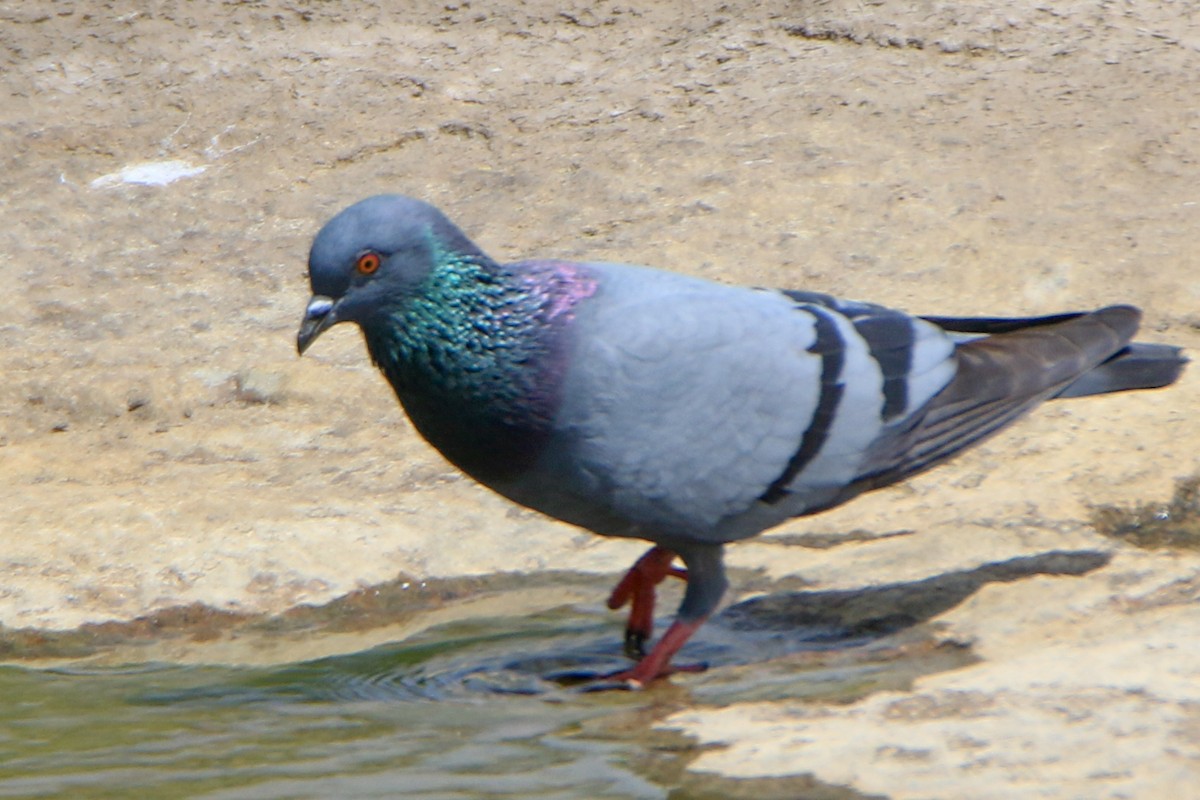 Rock Pigeon (Feral Pigeon) - ML624024443