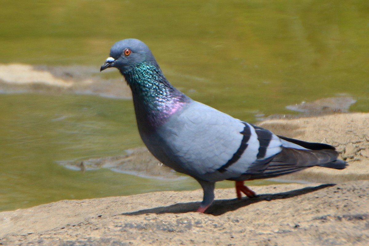 Rock Pigeon (Feral Pigeon) - ML624024444