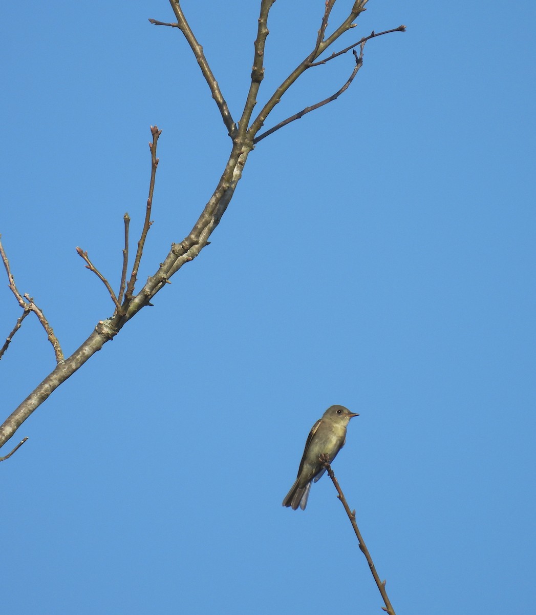 Eastern Wood-Pewee - Adele Clagett