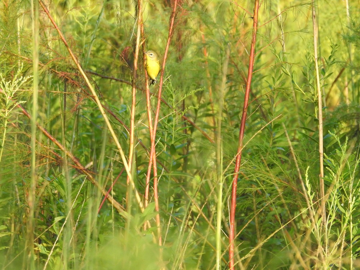 Prairie Warbler - Janell Cleveland