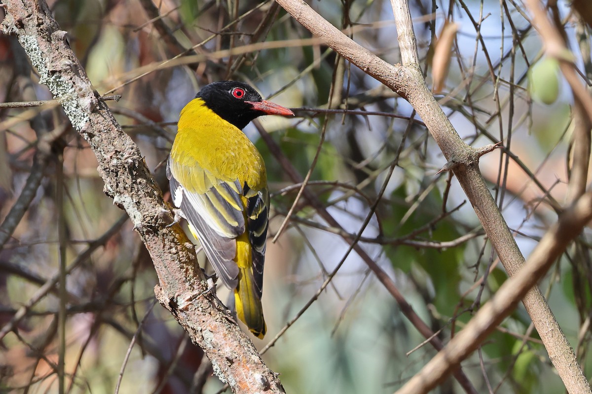 African Black-headed Oriole - ML624024504