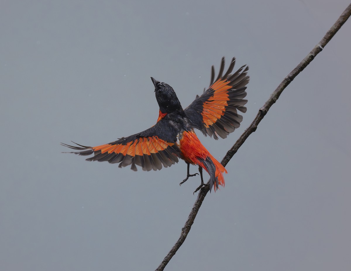 Scarlet Minivet - Manjunath Desai