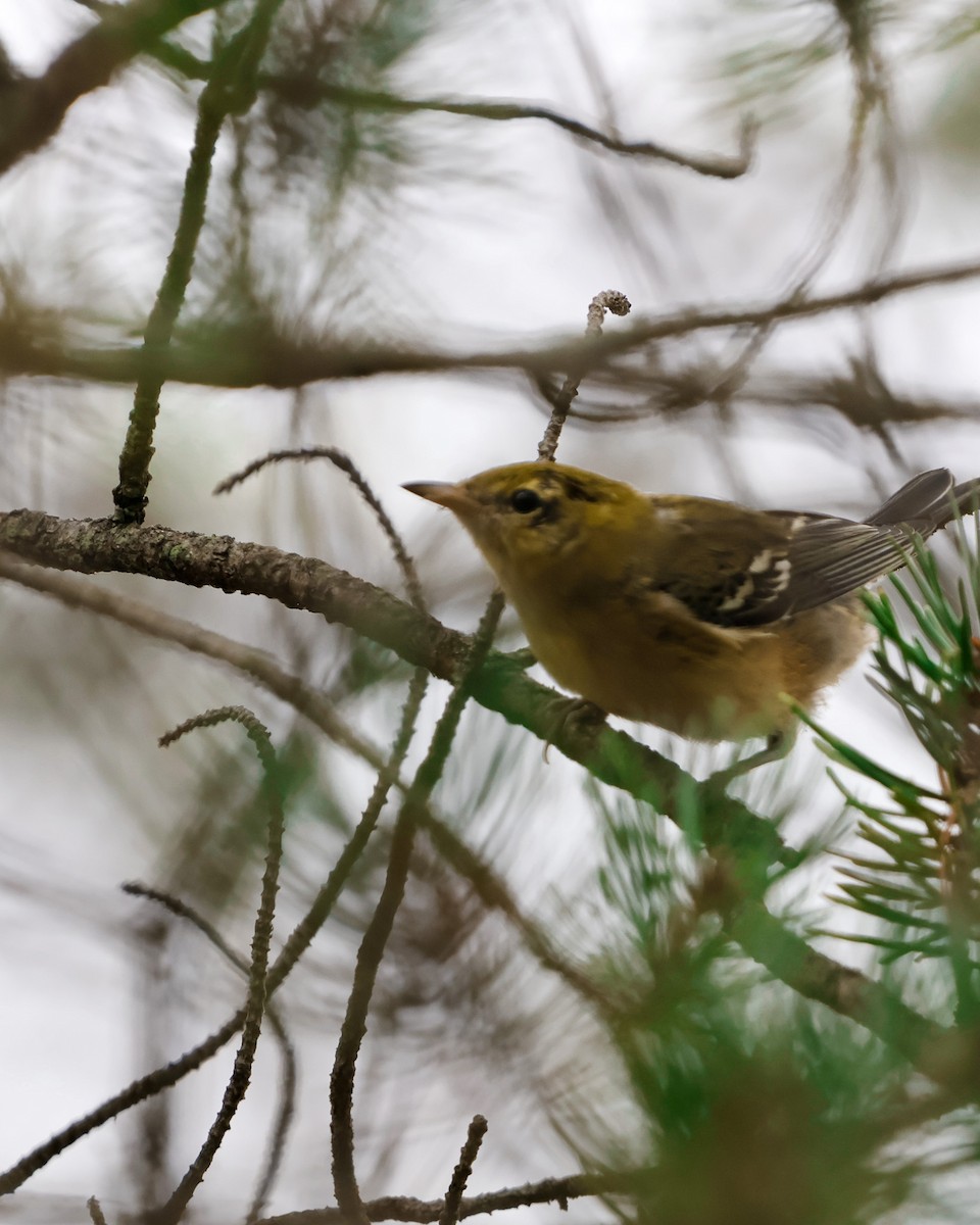 Braunkehl-Waldsänger - ML624024520