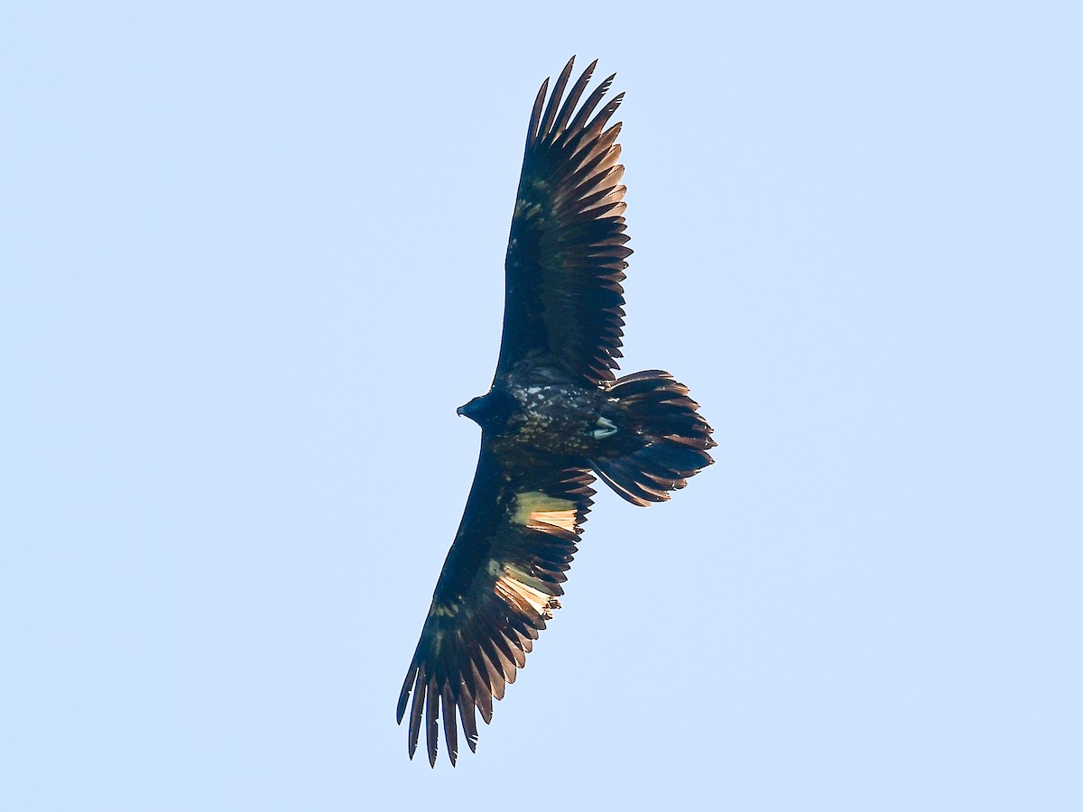 Bearded Vulture - Xueping & Stephan Popp