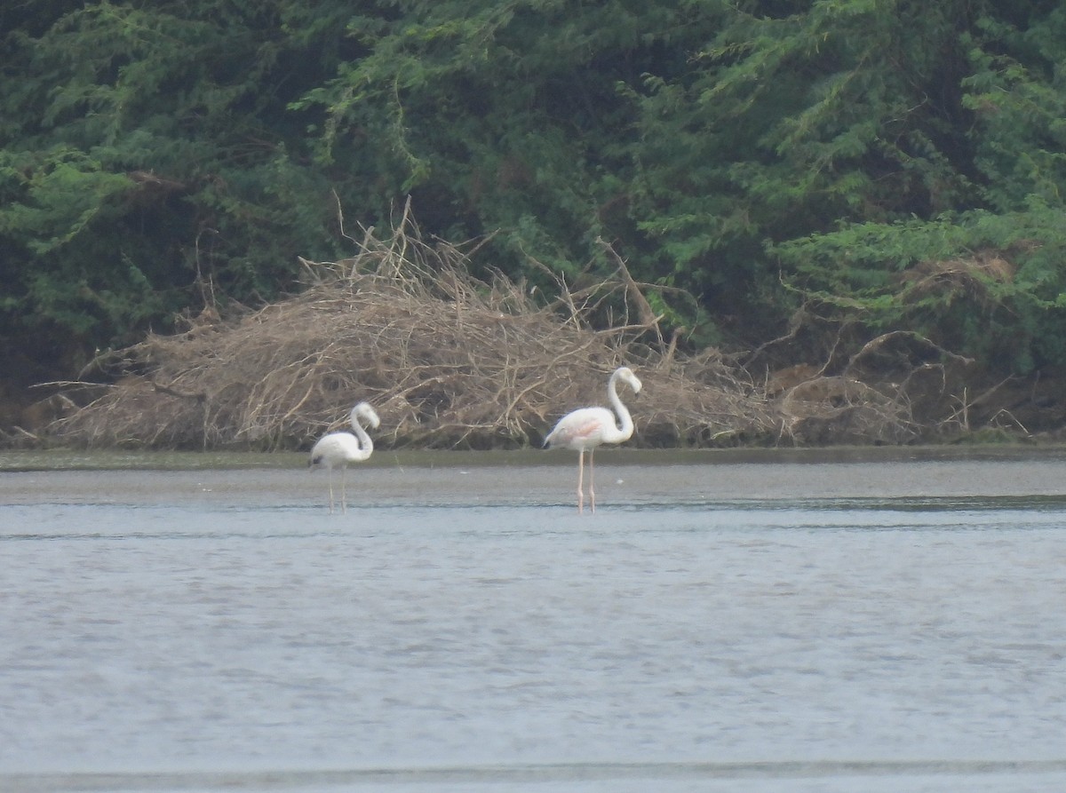 Greater Flamingo - Sahana M