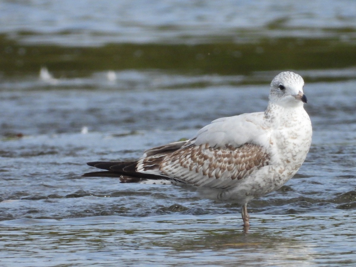 Ring-billed Gull - ML624024585