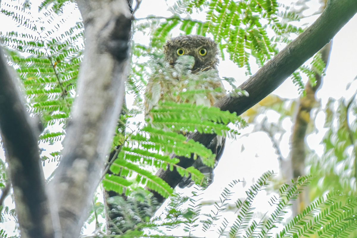 Asian Barred Owlet - ML624024588