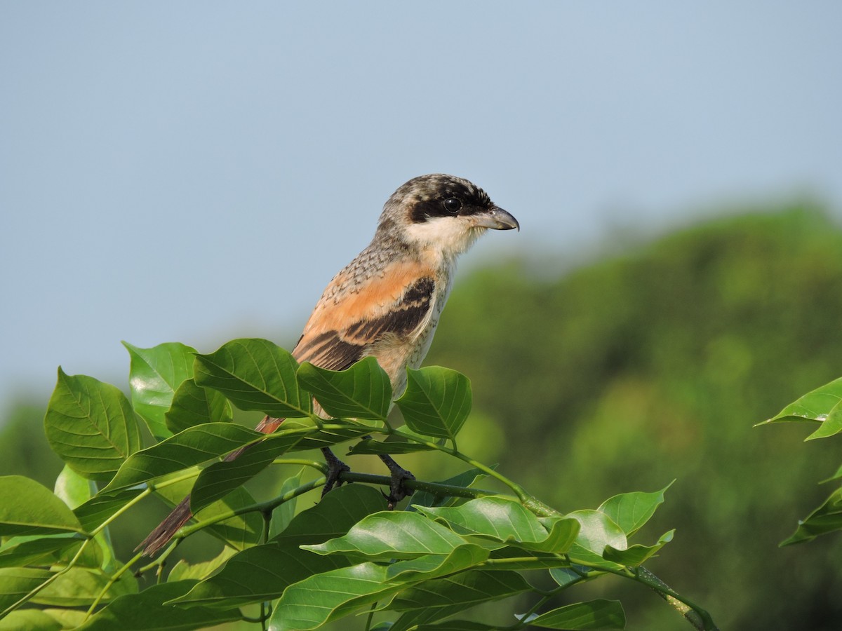 Long-tailed Shrike (tricolor/longicaudatus) - ML624024630