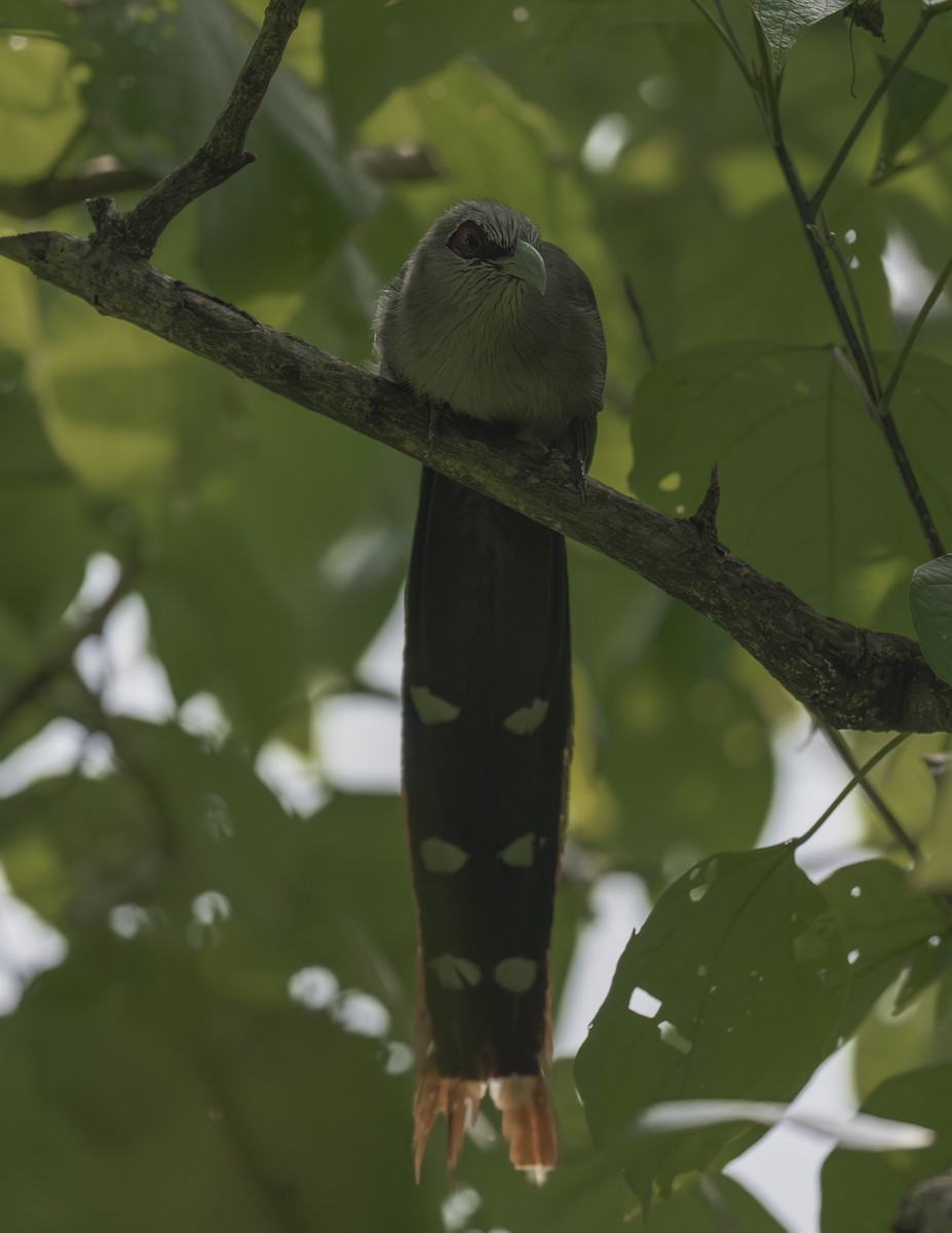 Green-billed Malkoha - ML624024637