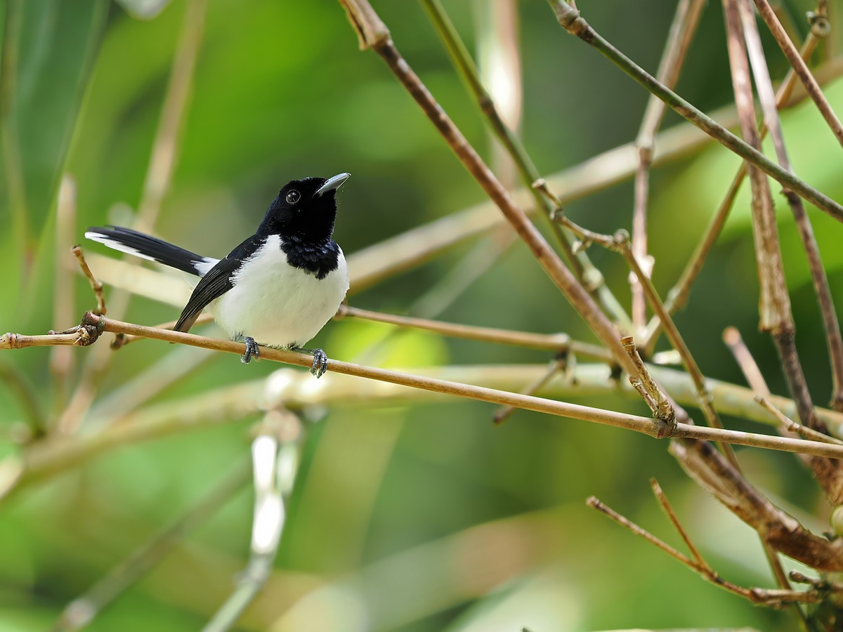 White-tipped Monarch - ML624024638