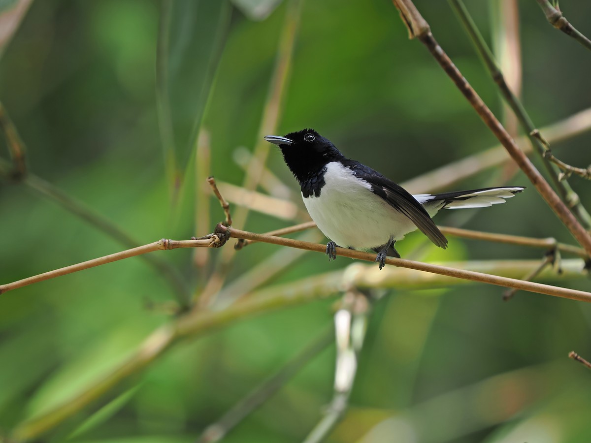 White-tipped Monarch - ML624024639