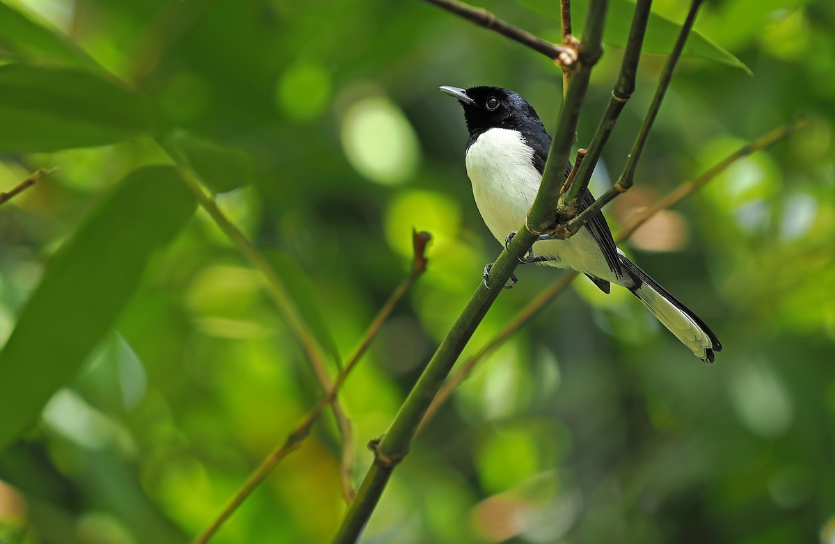 White-tipped Monarch - ML624024640