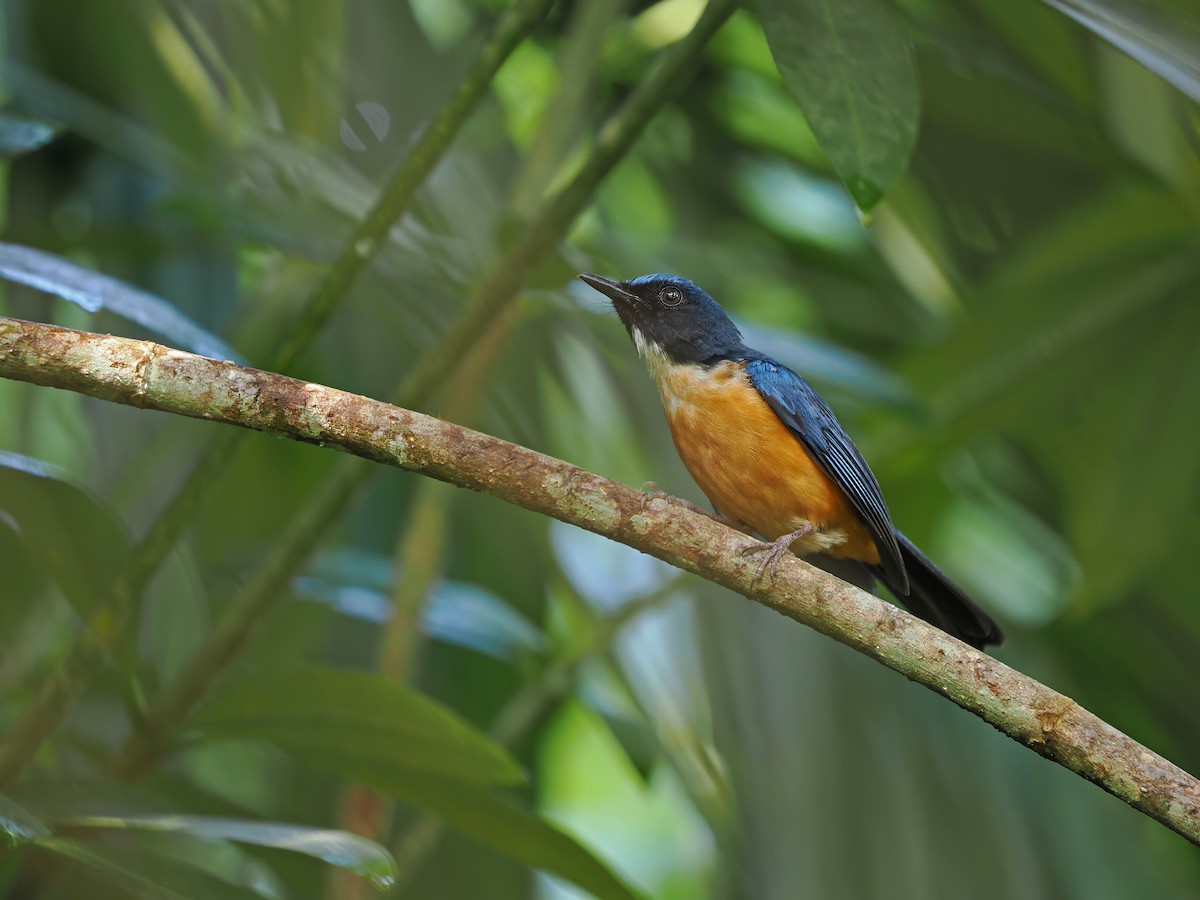 Sulawesi Blue Flycatcher - ML624024641