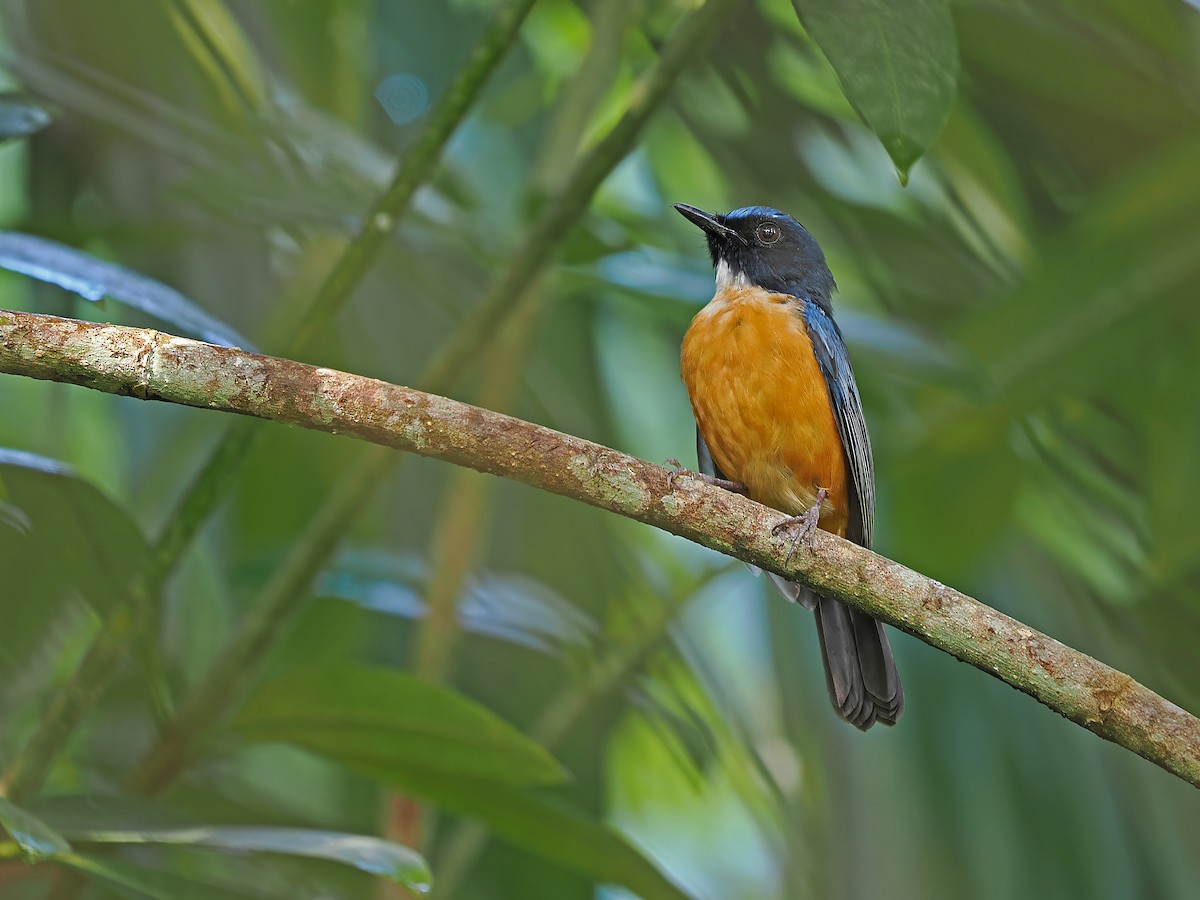 Sulawesi Blue Flycatcher - ML624024642