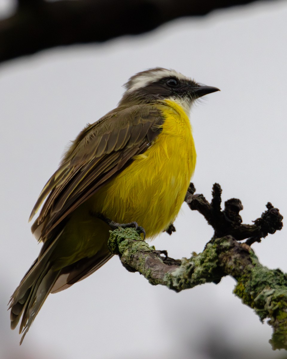 Social Flycatcher (Vermilion-crowned) - Ligia y Carlos Marroquín Pimentel