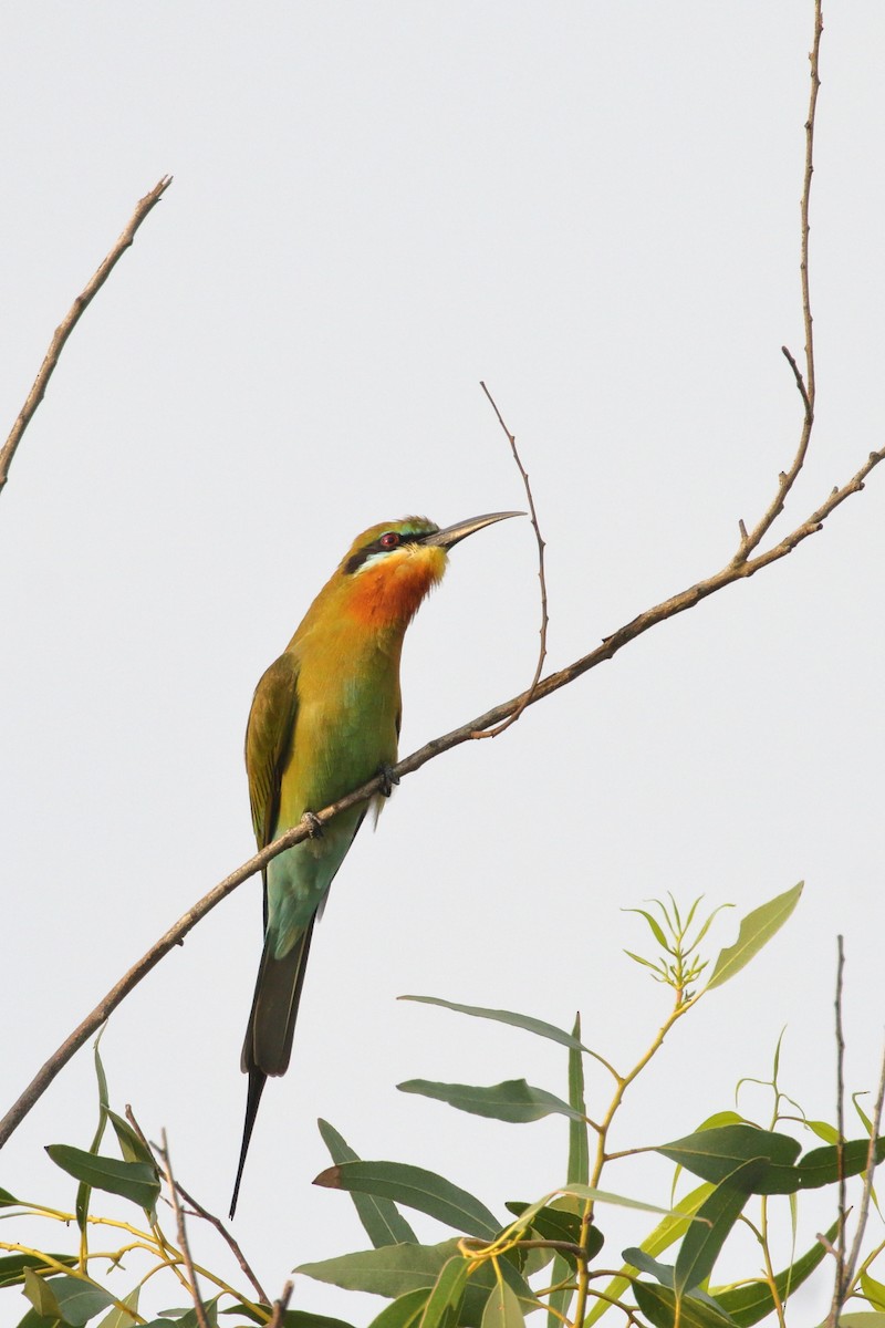 Blue-tailed Bee-eater - ML624024658