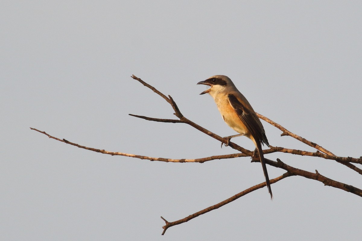 Long-tailed Shrike - ML624024660