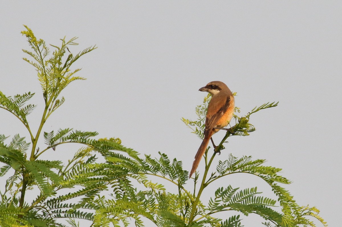 Long-tailed Shrike - ML624024661