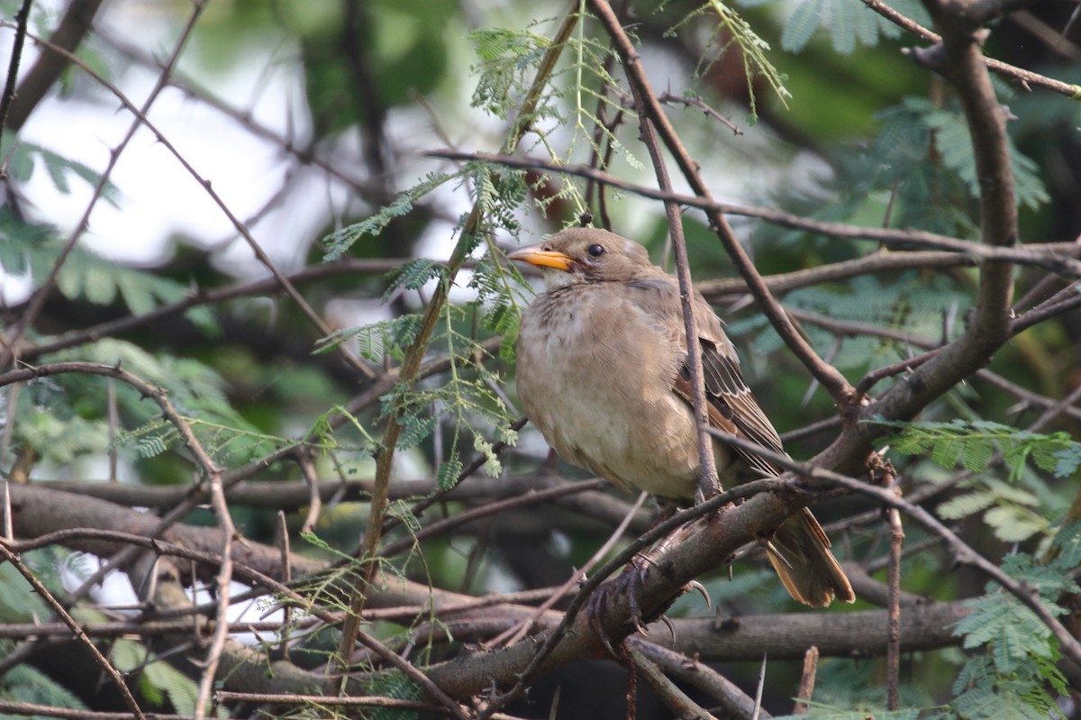 Turdus, unbestimmt - ML624024662