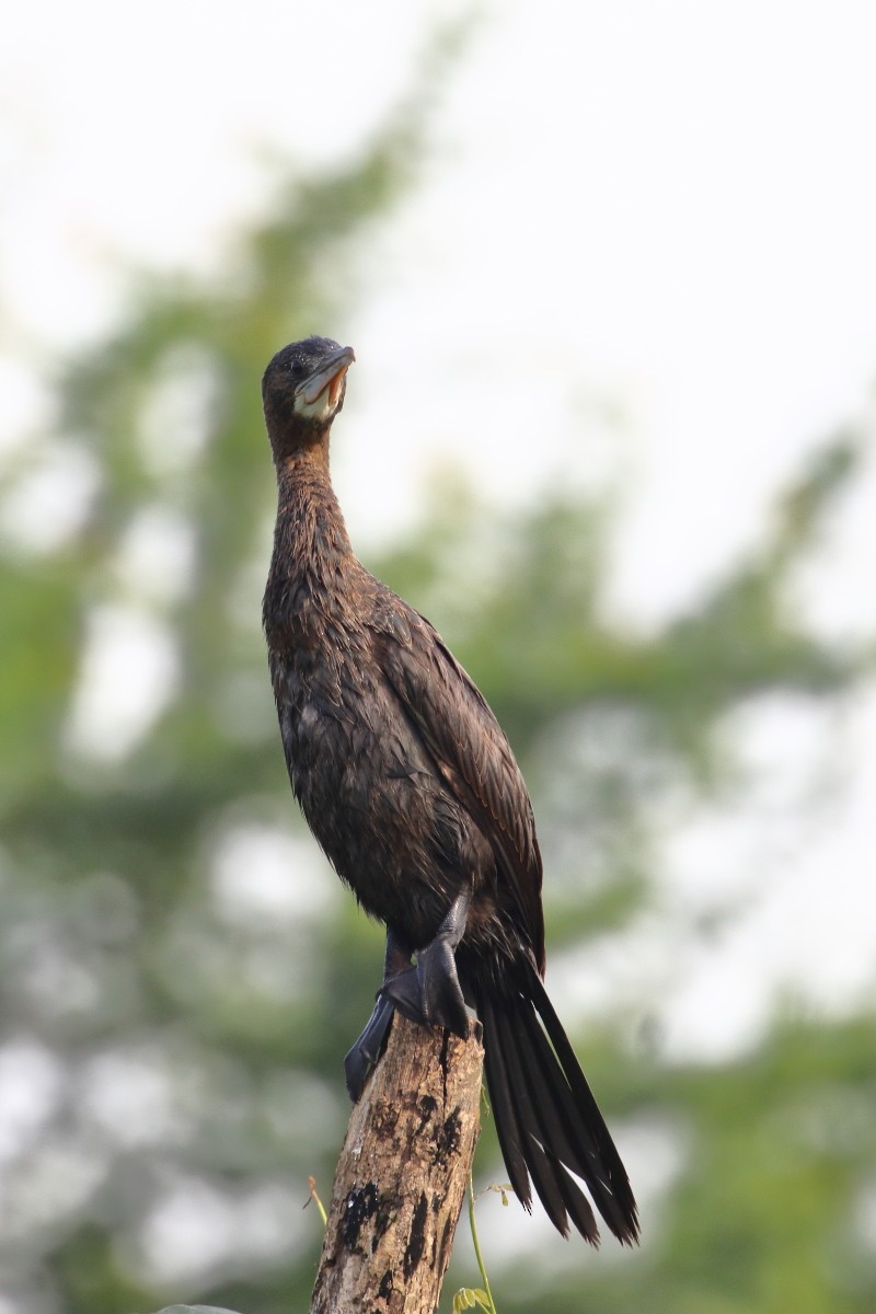 Little Cormorant - ML624024670