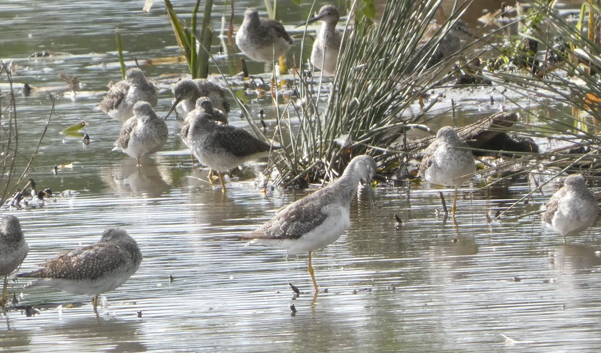 Lesser/Greater Yellowlegs - ML624024685