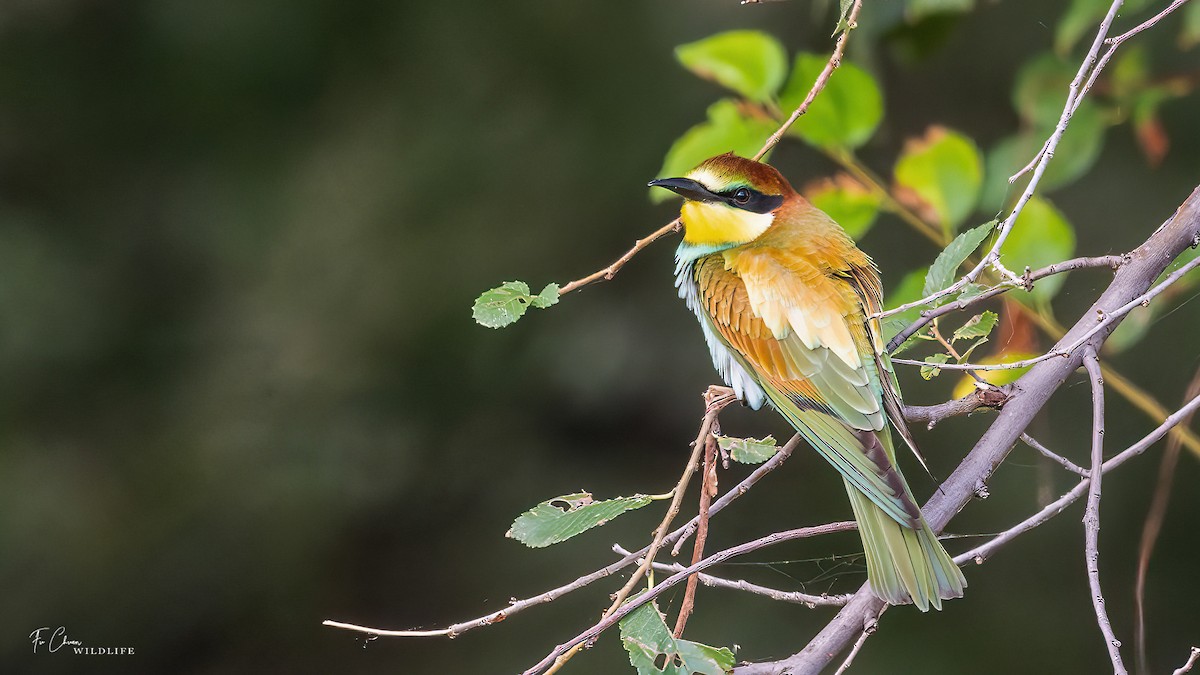 European Bee-eater - ML624024686