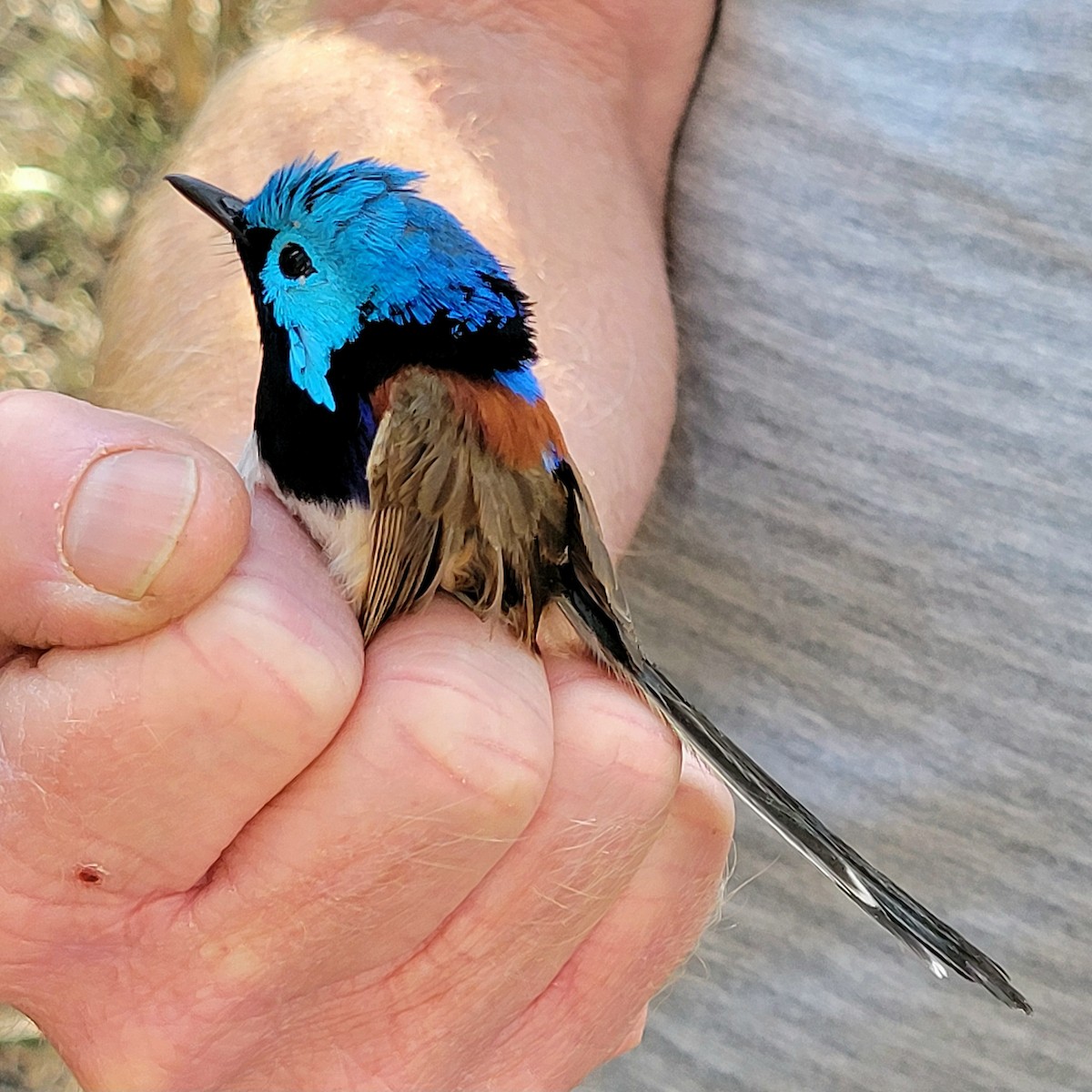 Variegated Fairywren - ML624024690