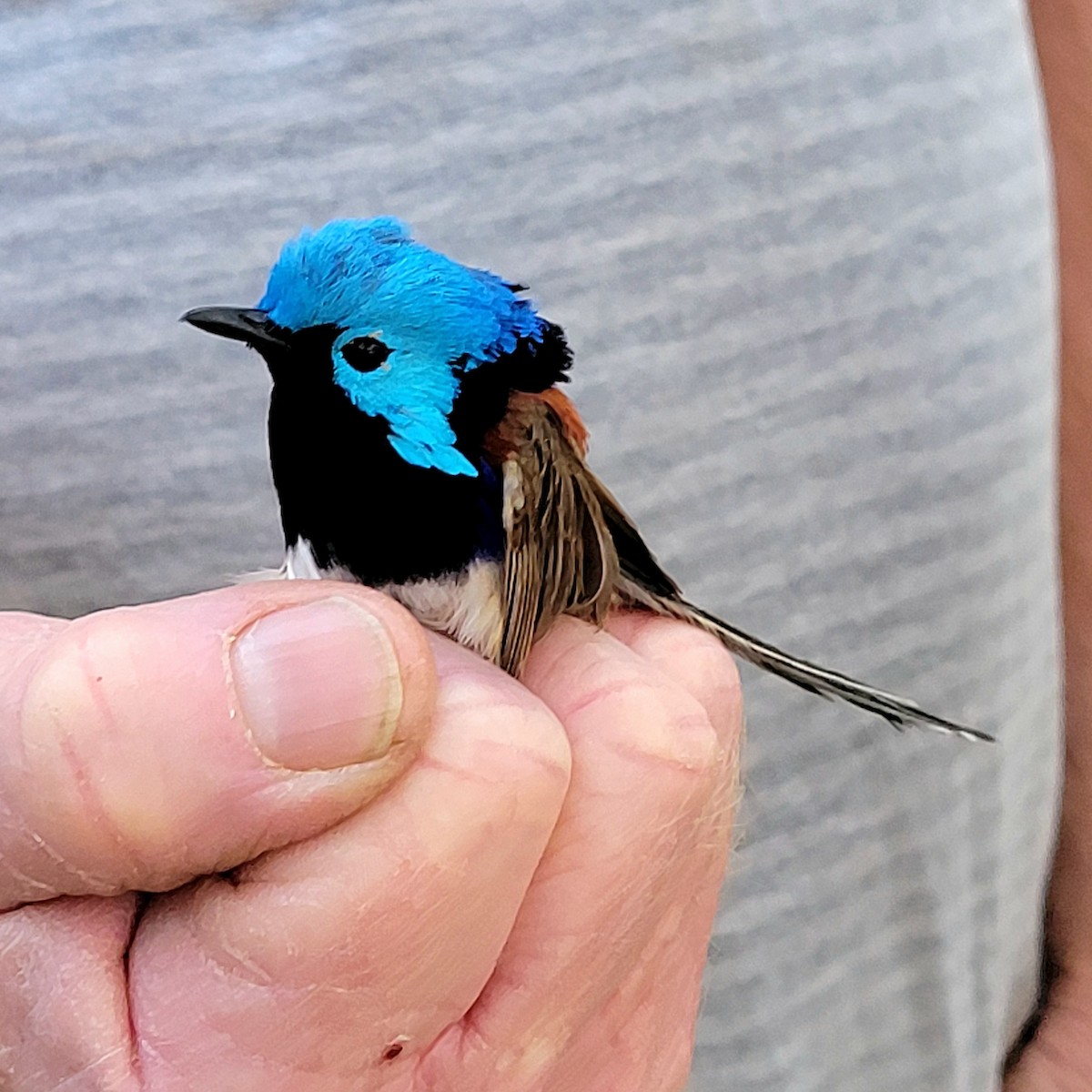 Variegated Fairywren - ML624024692