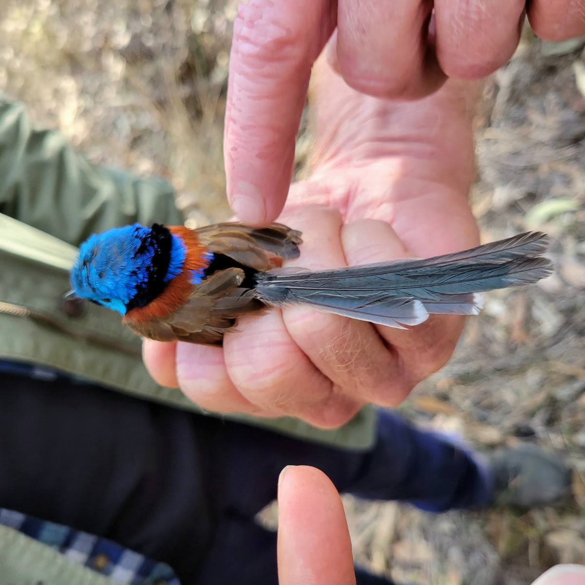 Variegated Fairywren - ML624024693