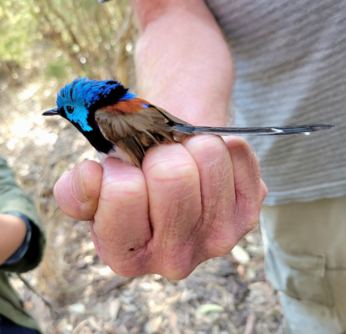 Variegated Fairywren - ML624024694