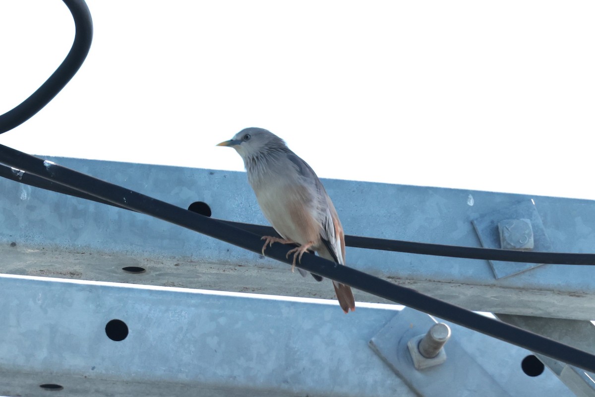 Chestnut-tailed Starling - ML624024697