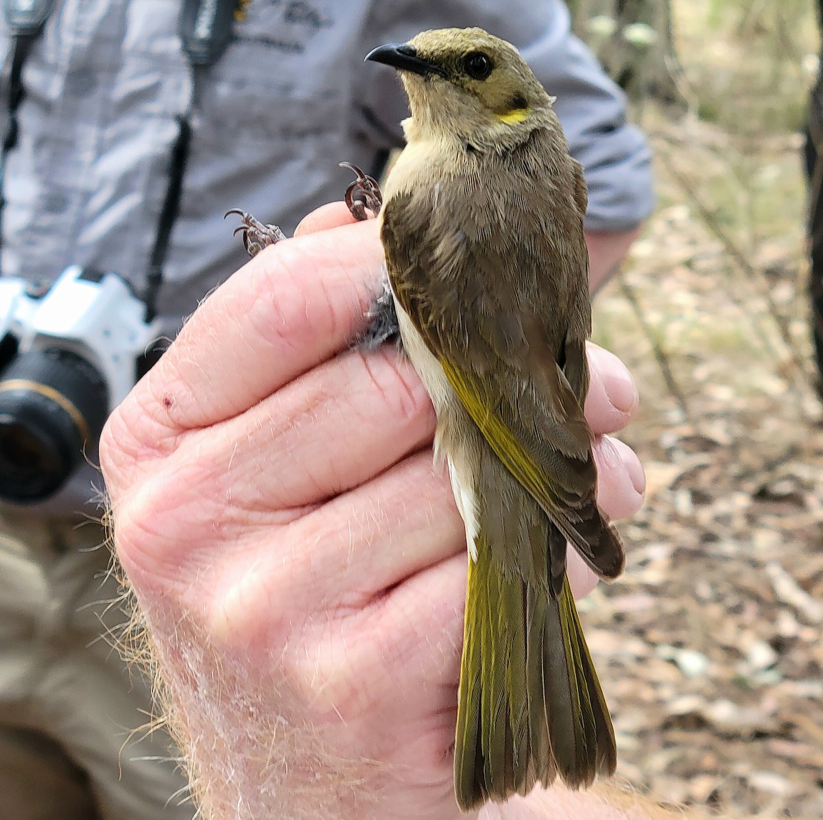 Fuscous Honeyeater - ML624024709