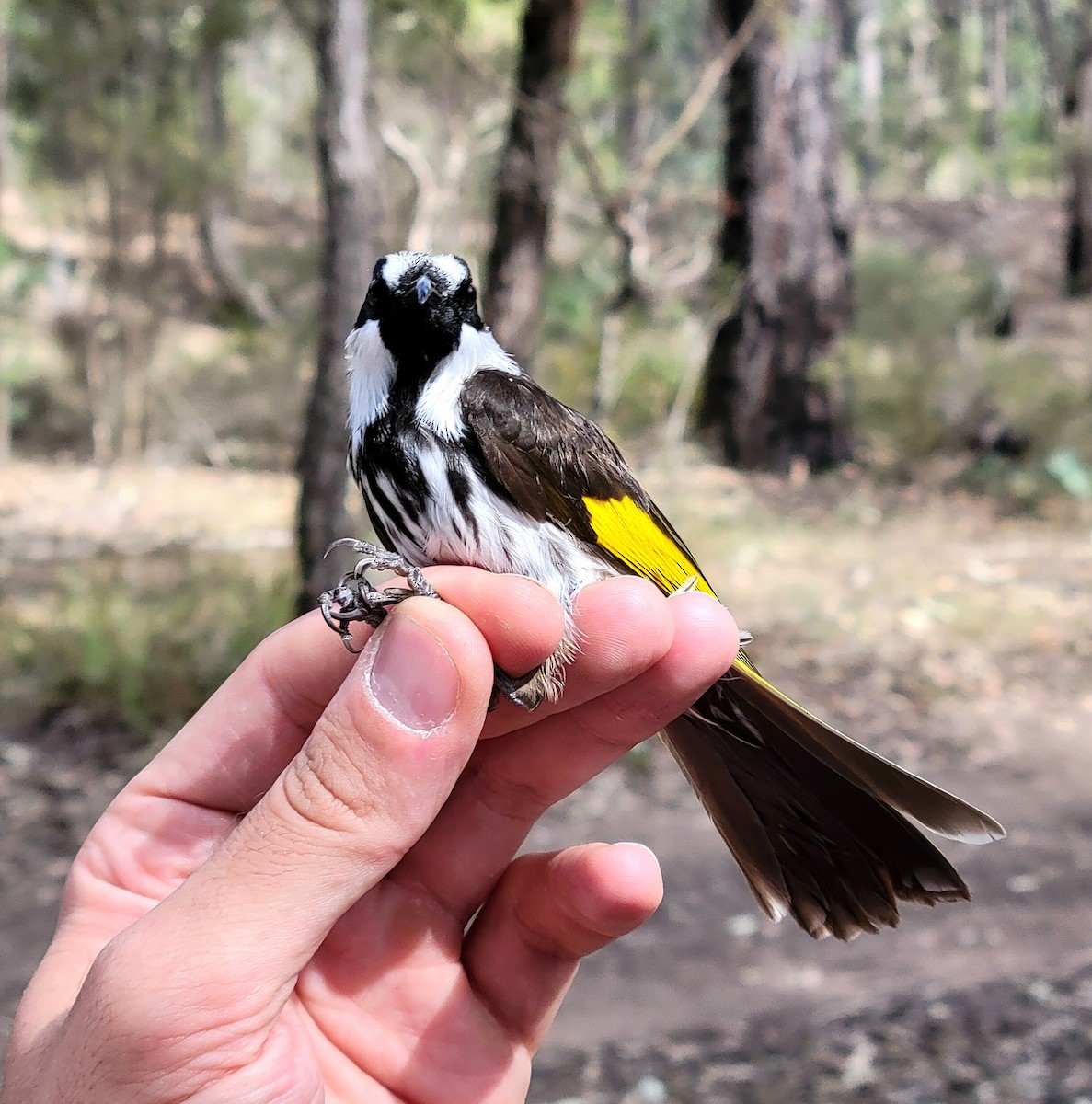 White-cheeked Honeyeater - ML624024715