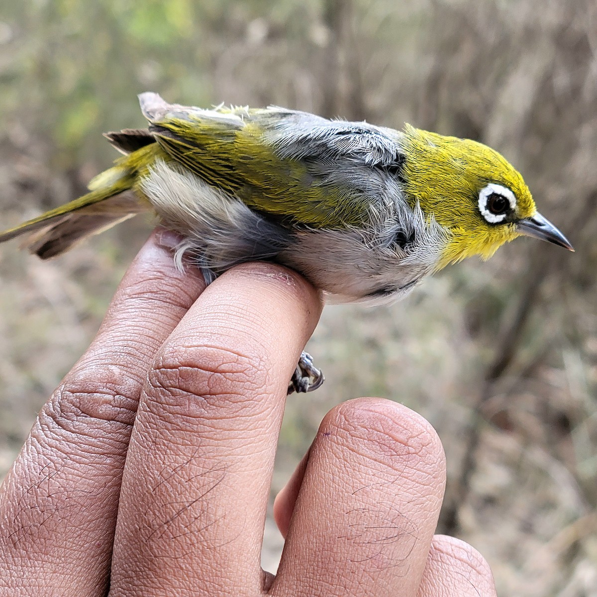 Silvereye - ML624024736