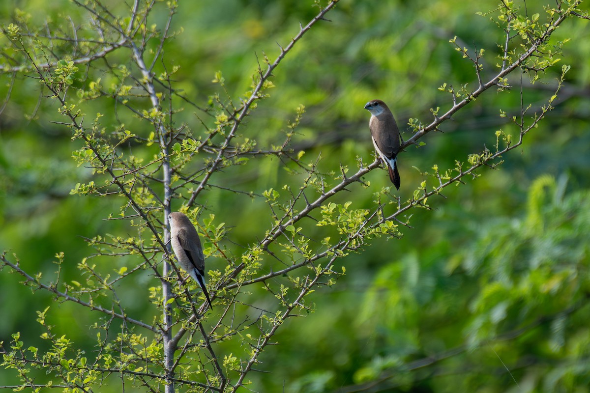 Indian Silverbill - ML624024745