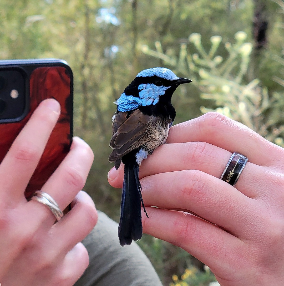 Superb Fairywren - ML624024748