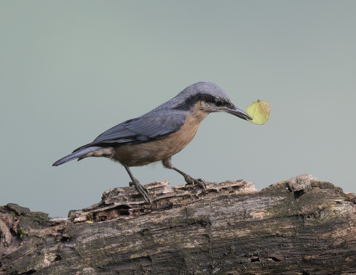 White-tailed Nuthatch - ML624024752